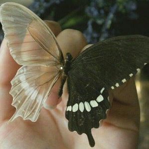 Meet your Posher, Julian